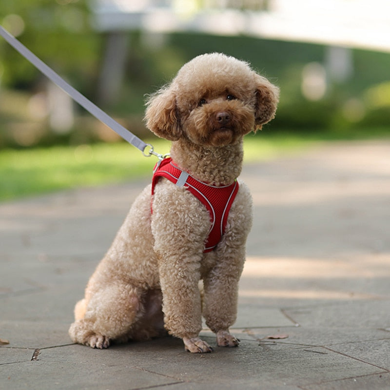 Adjustable Dog Harness and Leash Set for Small Breeds - Ideal for Puppies, Cats, French Bulldogs, Chihuahuas, and Pugs - Perfect for Outdoor Walks