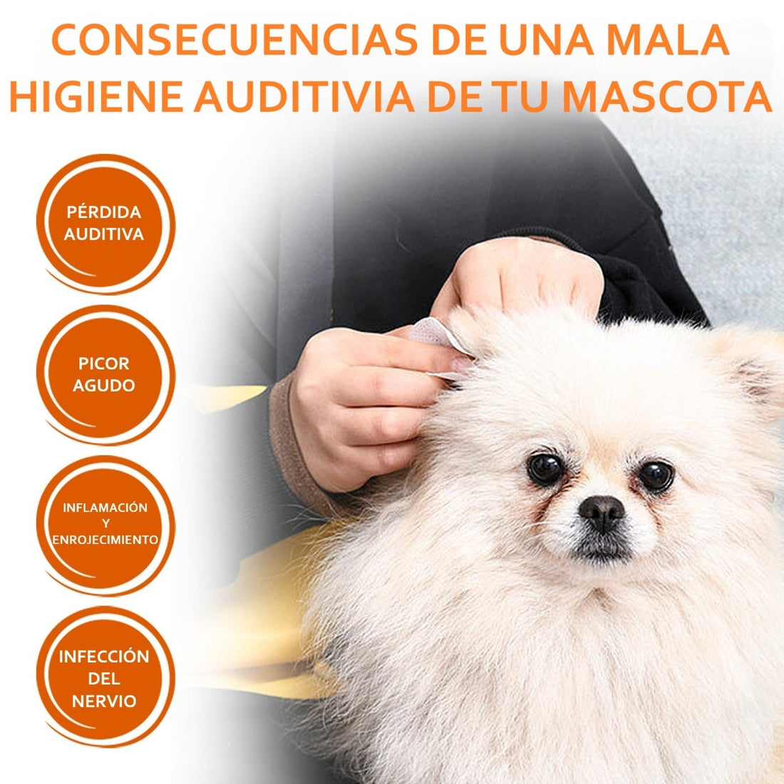 ¿Oídos de perro con olor a queso? 🧀 5 signos de que necesitas limpiarlos ¡Hoy mismo!