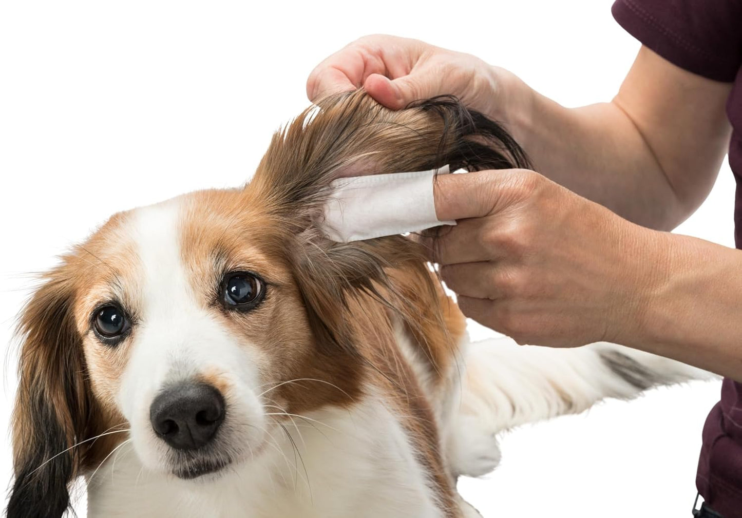 Toallitas para limpiar las orejas de perros y gatos Trixie